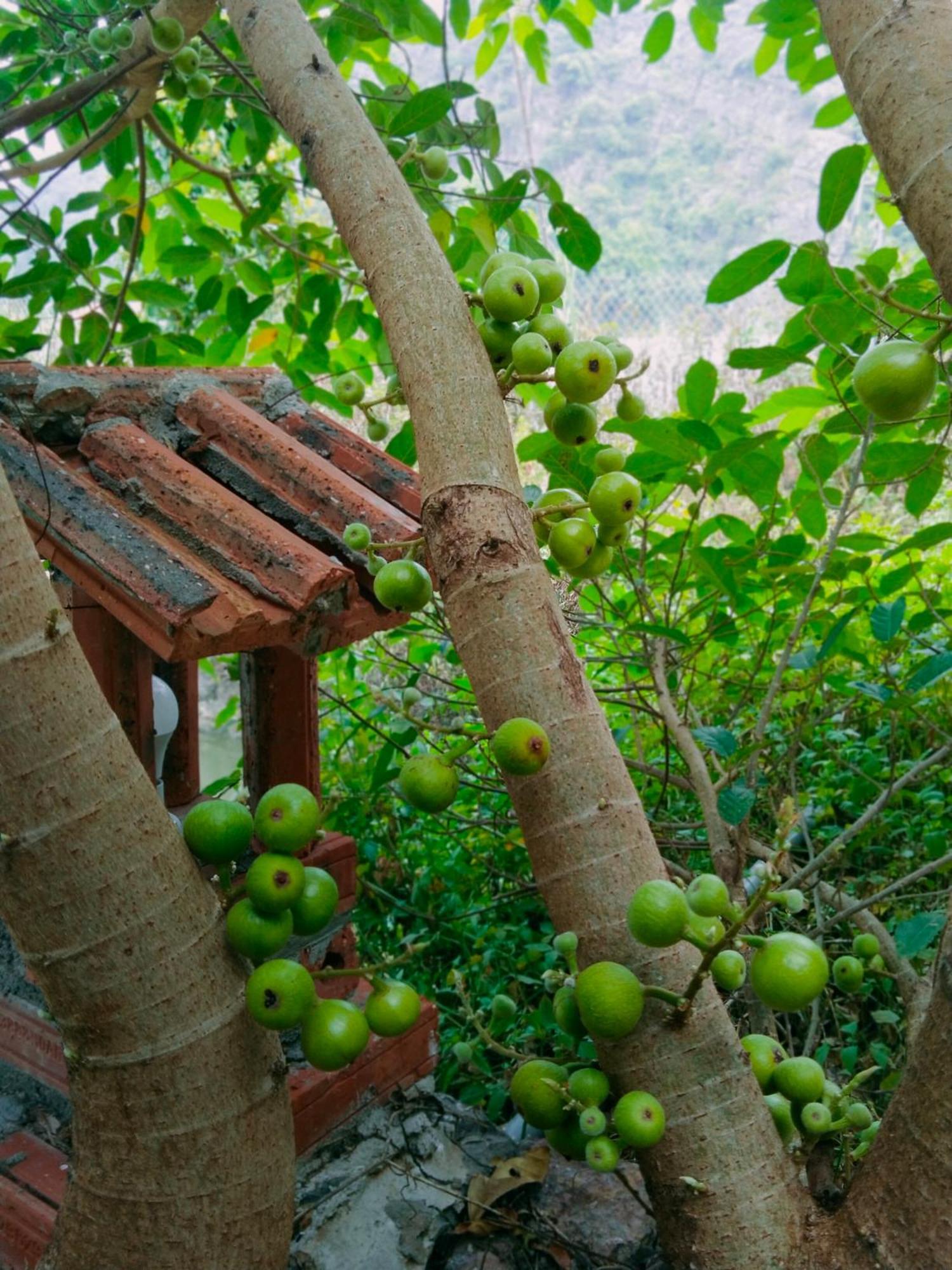 Hang Mua Eco Garden Xuan Son Exteriér fotografie